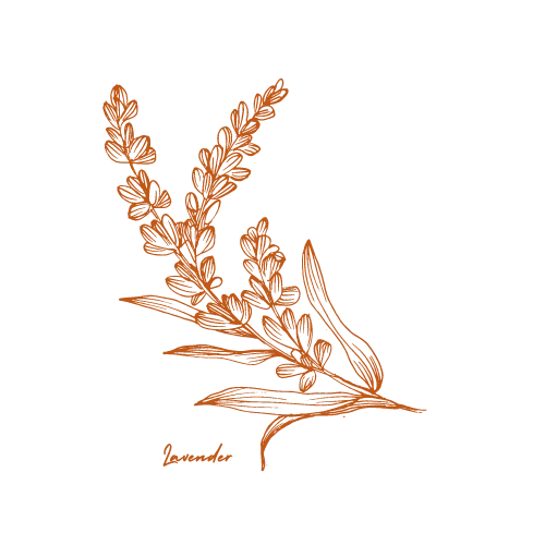 Illustration of lavender plant with the word 'Lavender' written below.