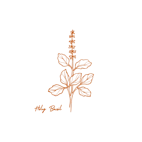 Line drawing of a basil plant with leaves and flowers, labeled 'Holy Basil' at the bottom in cursive