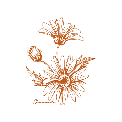 Line drawing of three flowers with one blooming fully, one partially open, and one bud, signed 'Chamanahu'.
