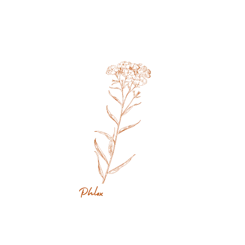 A minimalist illustration of a plant with multiple branches and clusters of small flowers at the top, with the word 'Phlox' written below in orange.