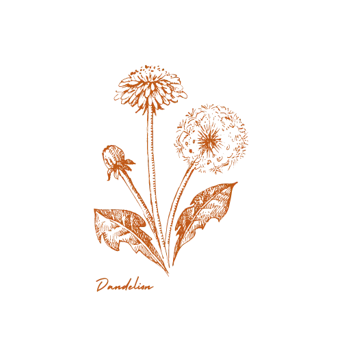 An illustration of a dandelion plant with three flowers and large leaves, rendered in orange. The word 'Dandelion' is written below the plant.